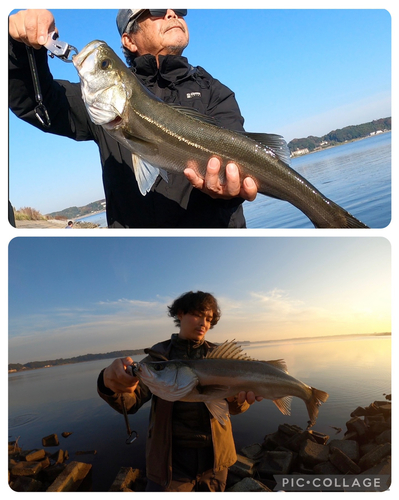 スズキの釣果