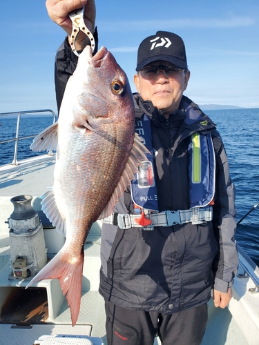 マダイの釣果