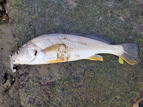 シログチの釣果