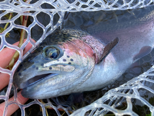 ニジマスの釣果