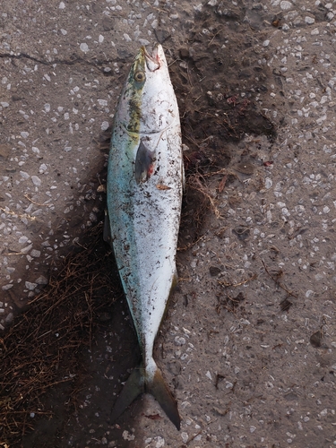 ハマチの釣果