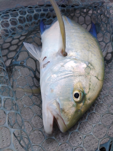 カスミアジの釣果