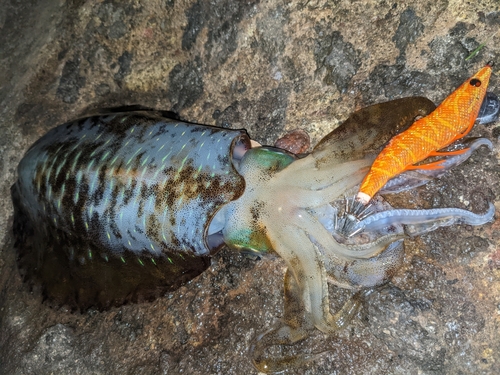 アオリイカの釣果