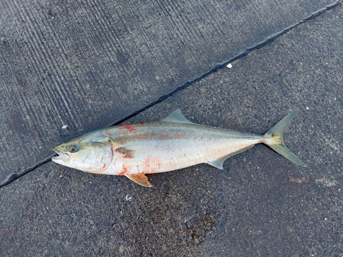 ハマチの釣果