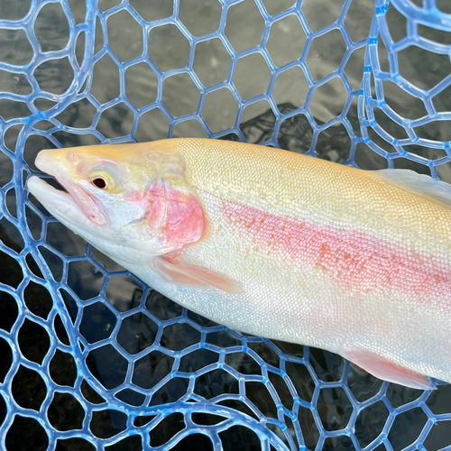 アルビノニジマスの釣果