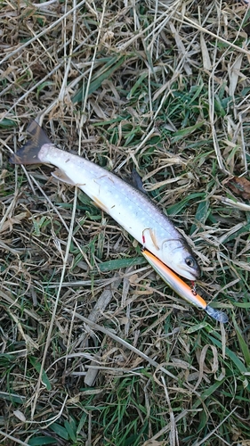 アメマスの釣果