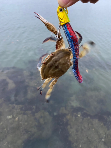 ワタリガニの釣果