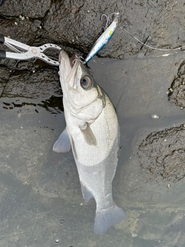 ヒラスズキの釣果