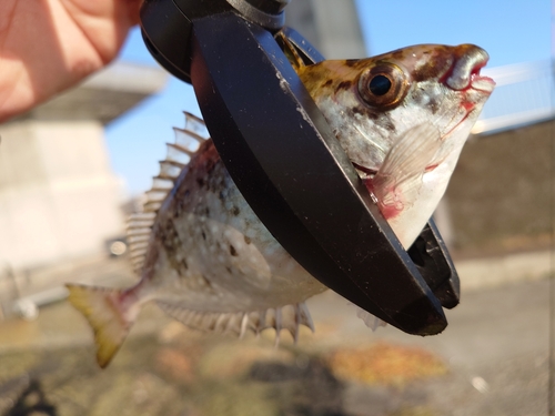 アイゴの釣果