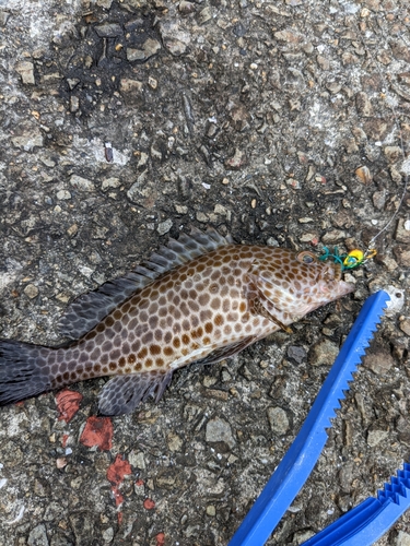 オオモンハタの釣果