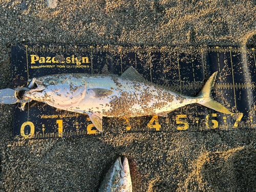 ワラサの釣果