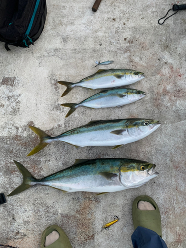 ハマチの釣果