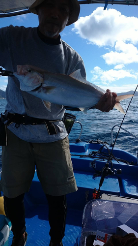 カンパチの釣果