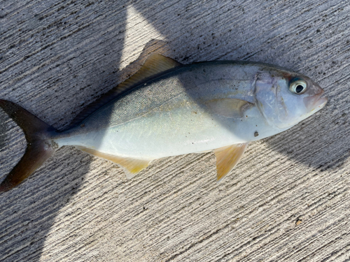 ショゴの釣果