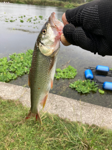 ハスの釣果