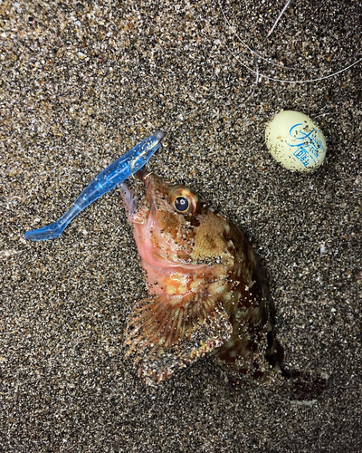 コチの釣果