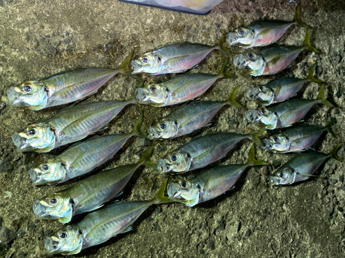 アジの釣果