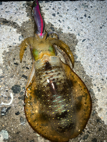 アオリイカの釣果