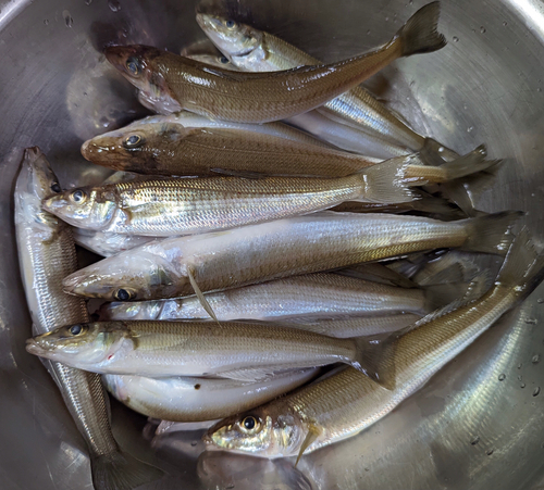 シロギスの釣果