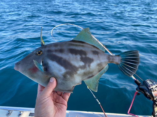 ウマヅラハギの釣果