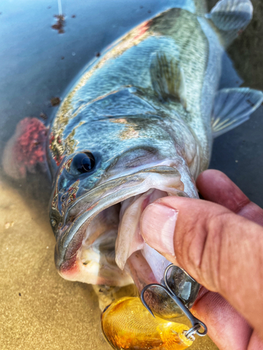 ラージマウスバスの釣果