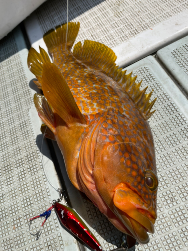 アコウの釣果