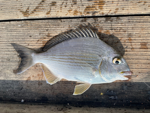 ヘダイの釣果