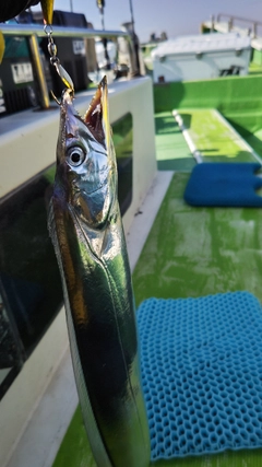タチウオの釣果