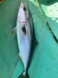 ワラサの釣果