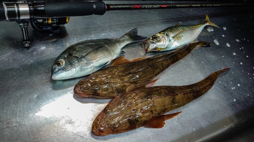 マゴチの釣果