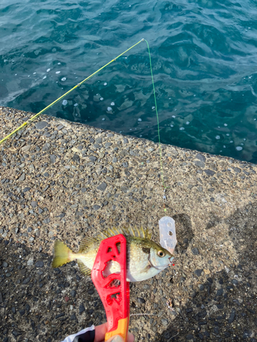 バリの釣果