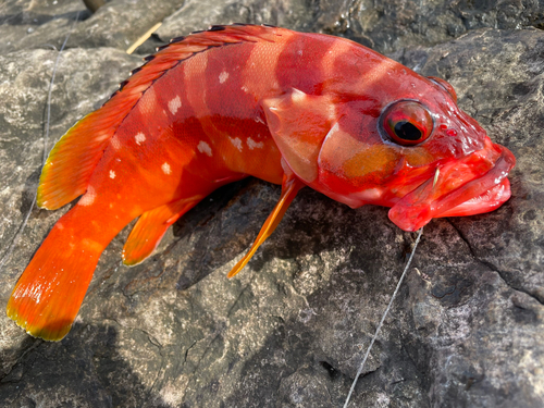 アカハタの釣果