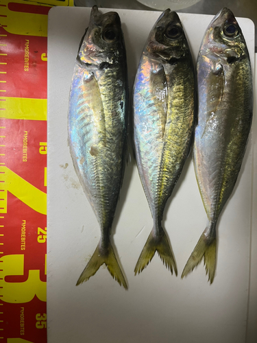 アジの釣果