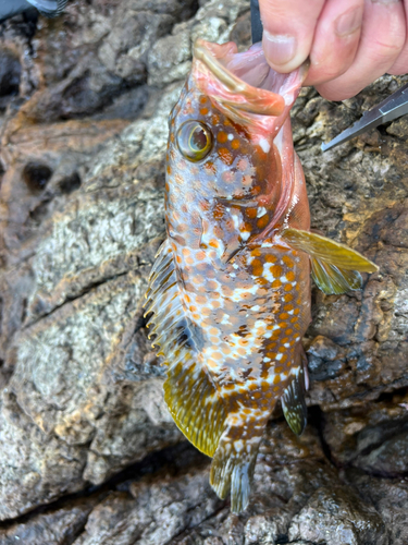 イサキの釣果