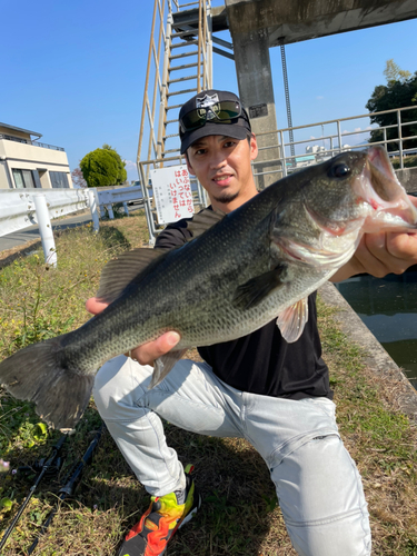 ブラックバスの釣果