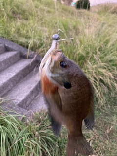 ブルーギルの釣果