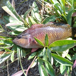 アカササノハベラ