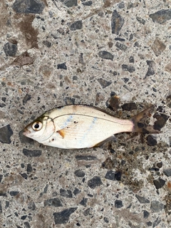 釣果