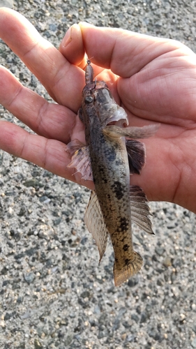 マハゼの釣果