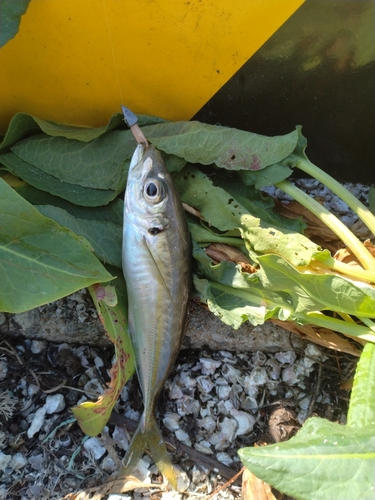 マアジの釣果