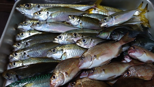 アジの釣果