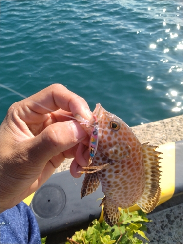 オオモンハタの釣果