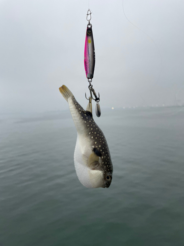 クサフグの釣果