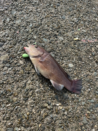 コブダイの釣果