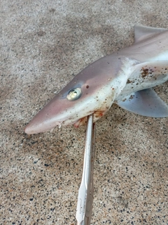 サメの釣果