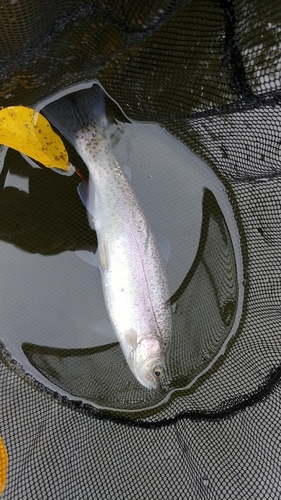 ニジマスの釣果