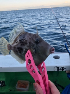 カワハギの釣果