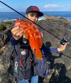 アカハタの釣果