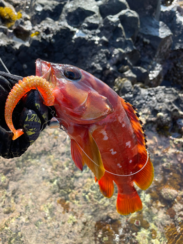 アカハタの釣果