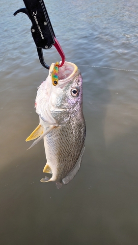 シログチの釣果